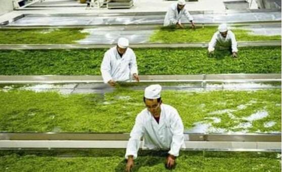 “能喝的古董” 張可明如何將一片茶葉做成1.6億元的企業(yè)傳奇